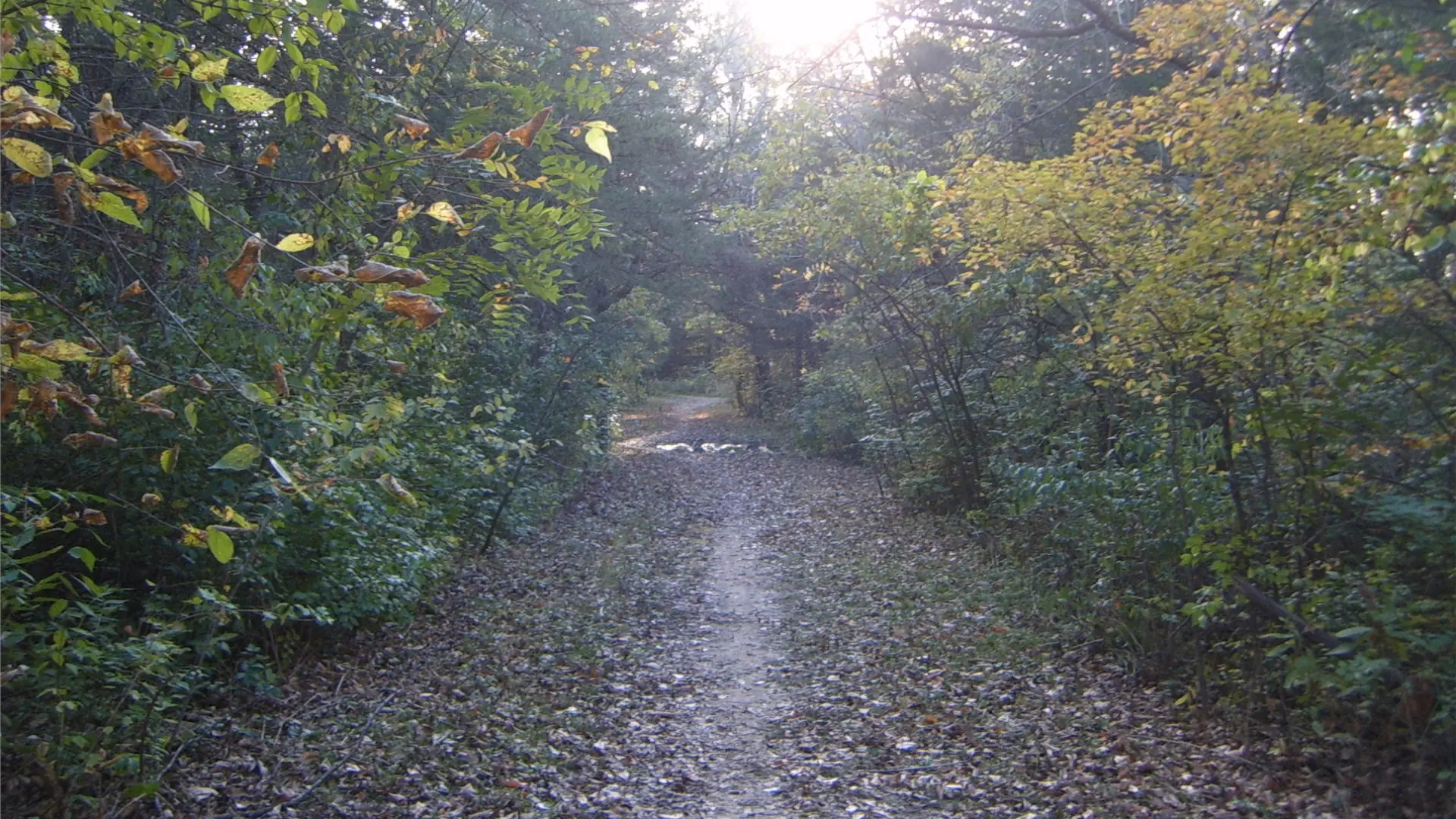 Leaves and branches border the edges of the frame, a dirt path below.